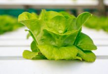 خطرناک ترین ماده غذایی در سوپر مارکت