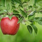 Apple-Tree